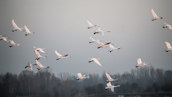 Flight-Grey-Swans-Birds-Slurry-Fog-2073506.jpg